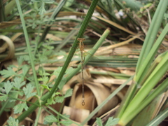Lestes undulatus