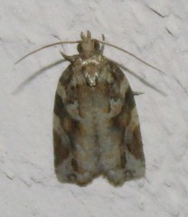 Argyrotaenia ivana