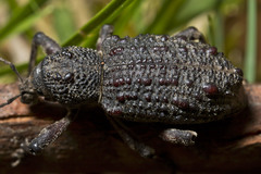 Aterpodes kubus