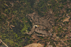 Rapids Frog photo 4