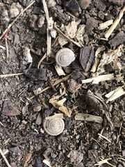 Polygyrinae