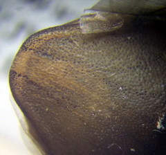 Odontotarsus
