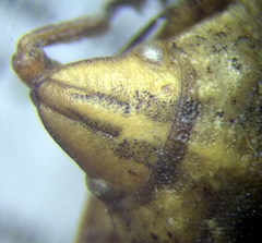 Odontotarsus