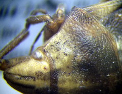 Odontotarsus