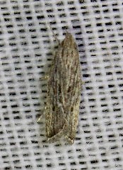 Helcystogramma chambersella