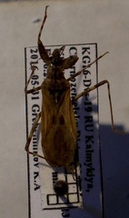 Oncocephalus brachymerus