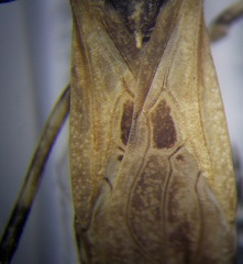 Oncocephalus brachymerus