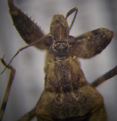 Oncocephalus brachymerus