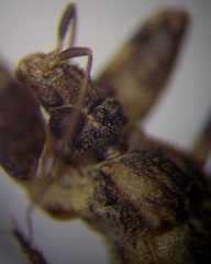 Oncocephalus brachymerus