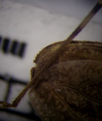 Oncocephalus brachymerus