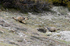 Marmota himalayana