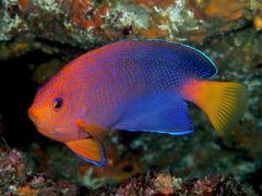 Japanese Angelfish photo 1