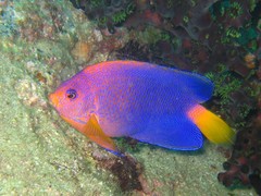 Japanese Angelfish photo 3