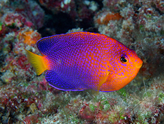 Japanese Angelfish photo 4