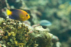 Japanese Angelfish photo 5