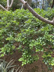 Aglaia odorata microphyllina