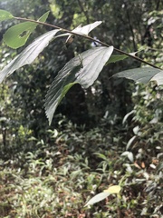 Hestina assimilis