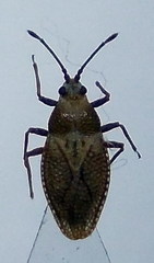 Oncochila simplex