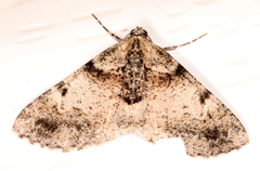 Syneora adelphodes