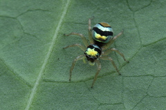 Phintella vittata