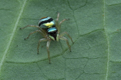 Phintella vittata