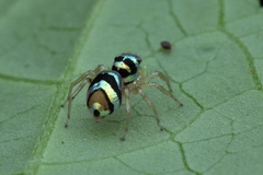 Phintella vittata