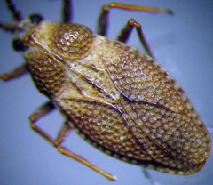 Oncochila simplex