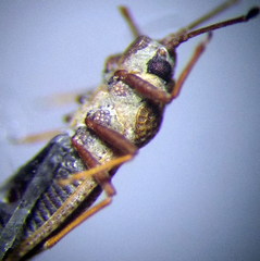 Oncochila simplex