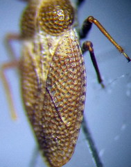 Oncochila simplex