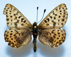 Boloria polaris