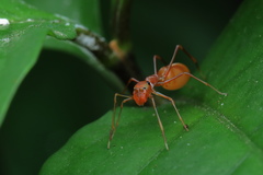 Myrmaplata plataleoides