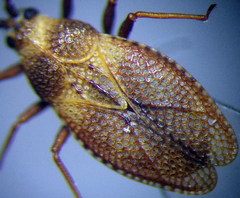 Oncochila simplex