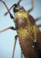 Oncochila simplex
