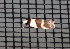 Eulechria triferella