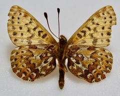 Boloria polaris