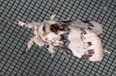 Iropoca rotundata