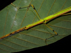 Anarchodes annulipes