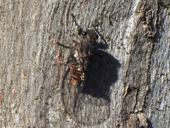 Pauropsalta mneme