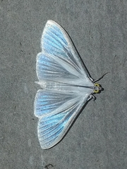 Palpita flegia