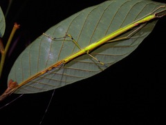 Anarchodes annulipes
