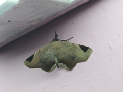 Psimada quadripennis