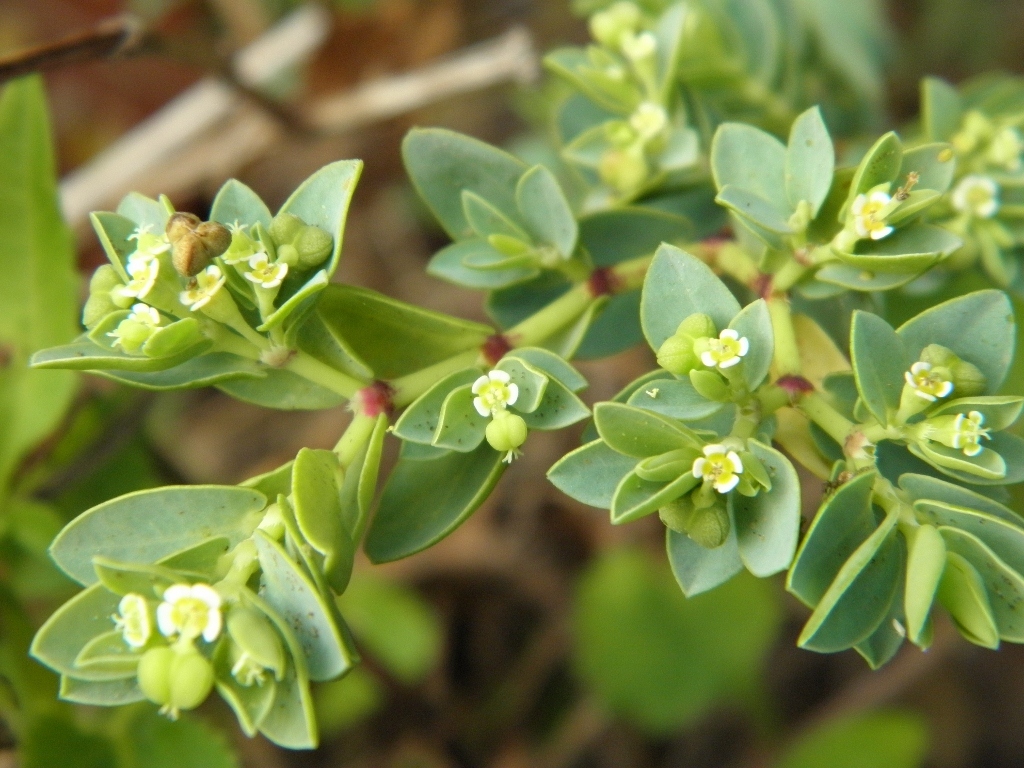 Euphorbia mesembryanthemifolia