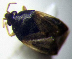 Orius minutus