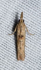 Macrorrhinia endonephele