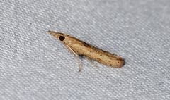 Macrorrhinia endonephele