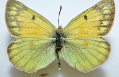 Colias hecla