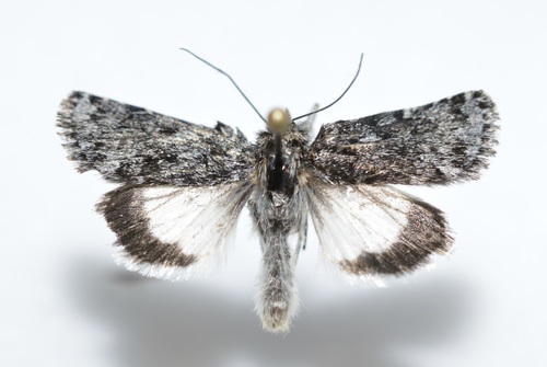 Sympistis heliophila