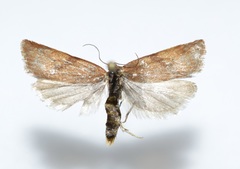 Clepsis moeschleriana