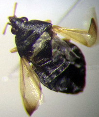 Orius minutus