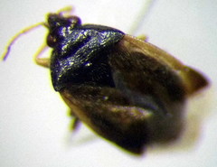 Orius minutus